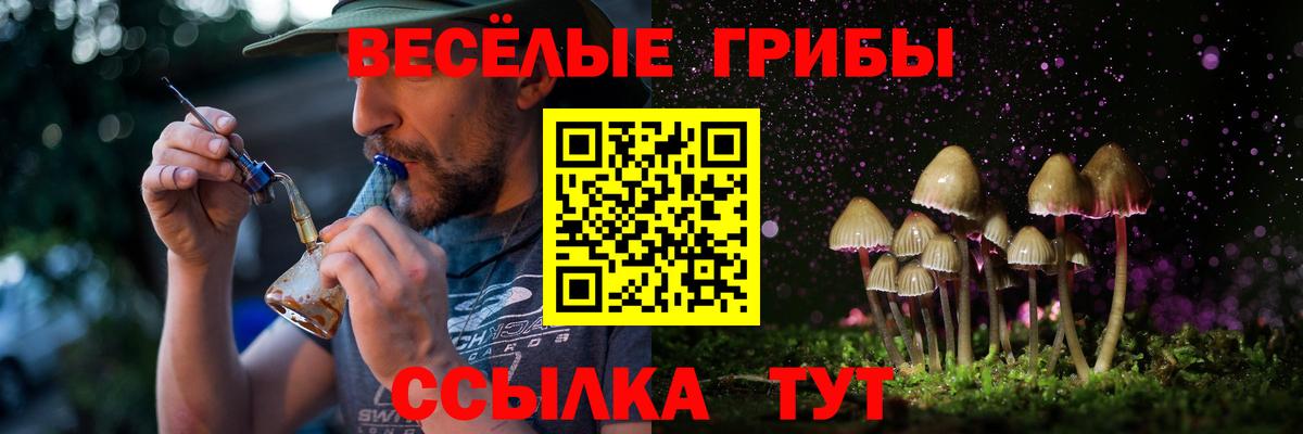 Новозыбков  Псилоцибиновые грибы Cubensis  Вход с VPN 